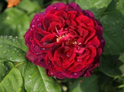Strauchrose 'Astrid Gräfin Von Hardenberg' ® -Deutschland Garten Funk Verkaufs-Shop strauchrose astrid graefin von hardenberg m005506 w 4