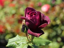 Strauchrose 'Astrid Gräfin Von Hardenberg' ® -Deutschland Garten Funk Verkaufs-Shop strauchrose astrid graefin von hardenberg m005506 w 6