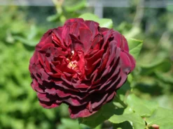 Strauchrose 'Astrid Gräfin Von Hardenberg' ® -Deutschland Garten Funk Verkaufs-Shop strauchrose astrid graefin von hardenberg m005506 w 7