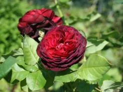 Strauchrose 'Astrid Gräfin Von Hardenberg' ® -Deutschland Garten Funk Verkaufs-Shop strauchrose astrid graefin von hardenberg m005506 w 9
