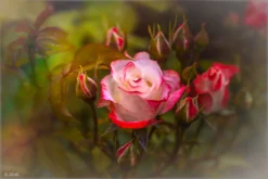 Strauchrose 'Auf Die Freundschaft' ® -Deutschland Garten Funk Verkaufs-Shop strauchrose auf die freundschaft m099250 1100902 0