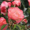 Strauchrose 'Auf Die Freundschaft' ®