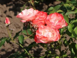 Strauchrose 'Auf Die Freundschaft' ® -Deutschland Garten Funk Verkaufs-Shop strauchrose auf die freundschaft m099250 w 0