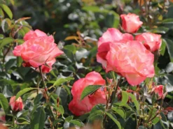 Strauchrose 'Auf Die Freundschaft' ® -Deutschland Garten Funk Verkaufs-Shop strauchrose auf die freundschaft m099250 w 1