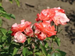 Strauchrose 'Auf Die Freundschaft' ® -Deutschland Garten Funk Verkaufs-Shop strauchrose auf die freundschaft m099250 w 2
