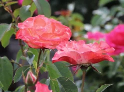 Strauchrose 'Auf Die Freundschaft' ® -Deutschland Garten Funk Verkaufs-Shop strauchrose auf die freundschaft m099250 w 3