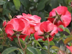 Strauchrose 'Auf Die Freundschaft' ® -Deutschland Garten Funk Verkaufs-Shop strauchrose auf die freundschaft m099250 w 4