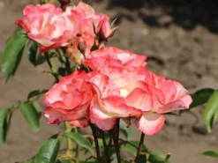Strauchrose 'Auf Die Freundschaft' ® -Deutschland Garten Funk Verkaufs-Shop strauchrose auf die freundschaft m099250 w 6