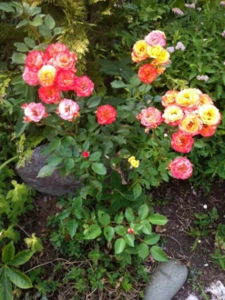 Strauchrose 'Bonanza' ® -Deutschland Garten Funk Verkaufs-Shop strauchrose bonanza m005486 758066 0