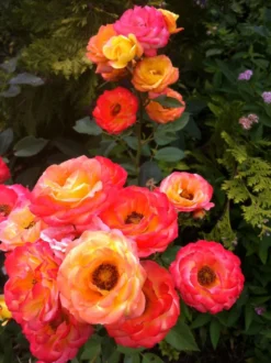 Strauchrose 'Bonanza' ® -Deutschland Garten Funk Verkaufs-Shop strauchrose bonanza m005486 758066 1