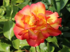Strauchrose 'Bonanza' ®