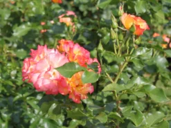 Strauchrose 'Bonanza' ® -Deutschland Garten Funk Verkaufs-Shop strauchrose bonanza m005486 w 1