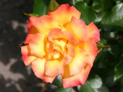 Strauchrose 'Bonanza' ® -Deutschland Garten Funk Verkaufs-Shop strauchrose bonanza m005486 w 2