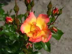Strauchrose 'Bonanza' ® -Deutschland Garten Funk Verkaufs-Shop strauchrose bonanza m005486 w 3