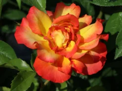 Strauchrose 'Bonanza' ® -Deutschland Garten Funk Verkaufs-Shop strauchrose bonanza m005486 w 4