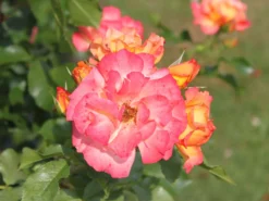 Strauchrose 'Bonanza' ® -Deutschland Garten Funk Verkaufs-Shop strauchrose bonanza m005486 w 5