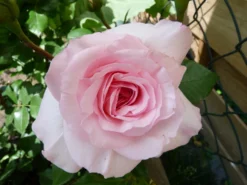 Strauchrose 'Bremer Stadtmusikanten' ® / 'Belami' ® -Deutschland Garten Funk Verkaufs-Shop strauchrose bremer stadtmusikanten belami m002910 539159 0