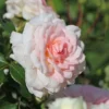 Strauchrose 'Bremer Stadtmusikanten' ® / 'Belami' ®
