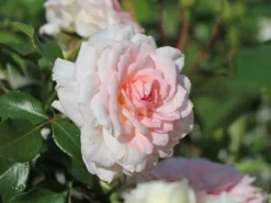 Strauchrose 'Bremer Stadtmusikanten' ® / 'Belami' ®