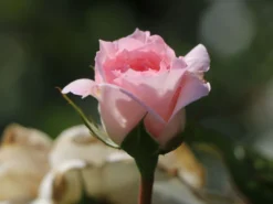 Strauchrose 'Bremer Stadtmusikanten' ® / 'Belami' ® -Deutschland Garten Funk Verkaufs-Shop strauchrose bremer stadtmusikanten belami m002910 w 0