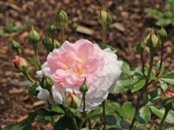Strauchrose 'Bremer Stadtmusikanten' ® / 'Belami' ® -Deutschland Garten Funk Verkaufs-Shop strauchrose bremer stadtmusikanten belami m002910 w 10
