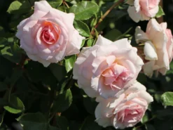 Strauchrose 'Bremer Stadtmusikanten' ® / 'Belami' ® -Deutschland Garten Funk Verkaufs-Shop strauchrose bremer stadtmusikanten belami m002910 w 2