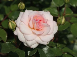 Strauchrose 'Bremer Stadtmusikanten' ® / 'Belami' ® -Deutschland Garten Funk Verkaufs-Shop strauchrose bremer stadtmusikanten belami m002910 w 4