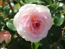 Strauchrose 'Bremer Stadtmusikanten' ® / 'Belami' ® -Deutschland Garten Funk Verkaufs-Shop strauchrose bremer stadtmusikanten belami m002910 w 6