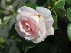 Strauchrose 'Bremer Stadtmusikanten' ® / 'Belami' ® -Deutschland Garten Funk Verkaufs-Shop strauchrose bremer stadtmusikanten belami m002910 w 7