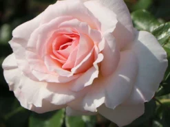 Strauchrose 'Bremer Stadtmusikanten' ® / 'Belami' ® -Deutschland Garten Funk Verkaufs-Shop strauchrose bremer stadtmusikanten belami m002910 w 8