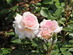 Strauchrose 'Bremer Stadtmusikanten' ® / 'Belami' ® -Deutschland Garten Funk Verkaufs-Shop strauchrose bremer stadtmusikanten belami m002910 w 9