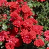 Strauchrose 'Brillant Korsar' ®