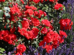 Strauchrose 'Brillant Korsar' ® -Deutschland Garten Funk Verkaufs-Shop strauchrose brillant korsar m052545 w 0