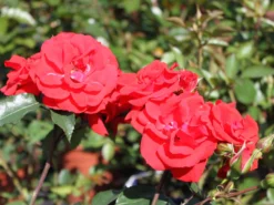 Strauchrose 'Brillant Korsar' ® -Deutschland Garten Funk Verkaufs-Shop strauchrose brillant korsar m052545 w 1