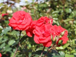 Strauchrose 'Brillant Korsar' ® -Deutschland Garten Funk Verkaufs-Shop strauchrose brillant korsar m052545 w 5