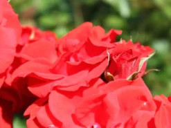 Strauchrose 'Brillant Korsar' ® -Deutschland Garten Funk Verkaufs-Shop strauchrose brillant korsar m052545 w 6