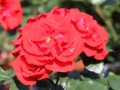 Strauchrose 'Brillant Korsar' ® -Deutschland Garten Funk Verkaufs-Shop strauchrose brillant korsar m052545 w 7