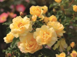 Bodendecker-Rose 'Candela' ®