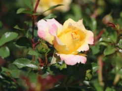 Bodendecker-Rose 'Candela' ® -Deutschland Garten Funk Verkaufs-Shop strauchrose candela m101966 w 0
