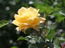 Bodendecker-Rose 'Candela' ® -Deutschland Garten Funk Verkaufs-Shop strauchrose candela m101966 w 3
