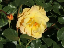 Bodendecker-Rose 'Candela' ® -Deutschland Garten Funk Verkaufs-Shop strauchrose candela m101966 w 4