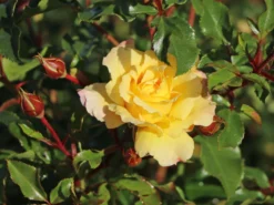 Bodendecker-Rose 'Candela' ® -Deutschland Garten Funk Verkaufs-Shop strauchrose candela m101966 w 6