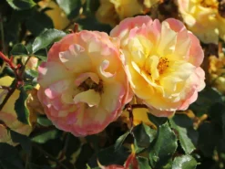 Bodendecker-Rose 'Candela' ® -Deutschland Garten Funk Verkaufs-Shop strauchrose candela m101966 w 7