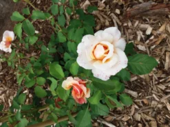 Strauchrose 'Caramella' ® -Deutschland Garten Funk Verkaufs-Shop strauchrose caramella m002916 927416 0