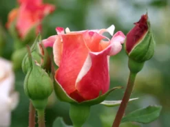 Strauchrose 'Caramella' ® -Deutschland Garten Funk Verkaufs-Shop strauchrose caramella m002916 w 0