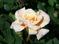 Strauchrose 'Caramella' ® -Deutschland Garten Funk Verkaufs-Shop strauchrose caramella m002916 w 1