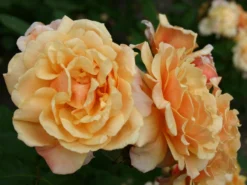 Strauchrose 'Caramella' ® -Deutschland Garten Funk Verkaufs-Shop strauchrose caramella m002916 w 10