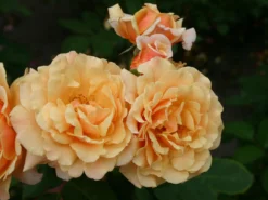 Strauchrose 'Caramella' ® -Deutschland Garten Funk Verkaufs-Shop strauchrose caramella m002916 w 11