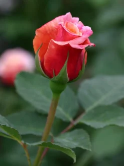 Strauchrose 'Caramella' ® -Deutschland Garten Funk Verkaufs-Shop strauchrose caramella m002916 w 12