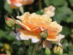 Strauchrose 'Caramella' ® -Deutschland Garten Funk Verkaufs-Shop strauchrose caramella m002916 w 15